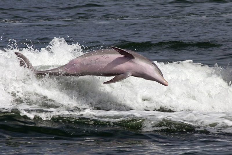 Dolphin sighting near Longboat Key