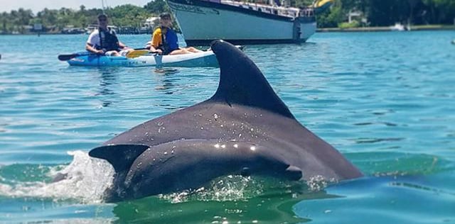 Dolphin sighting on a kayak trip