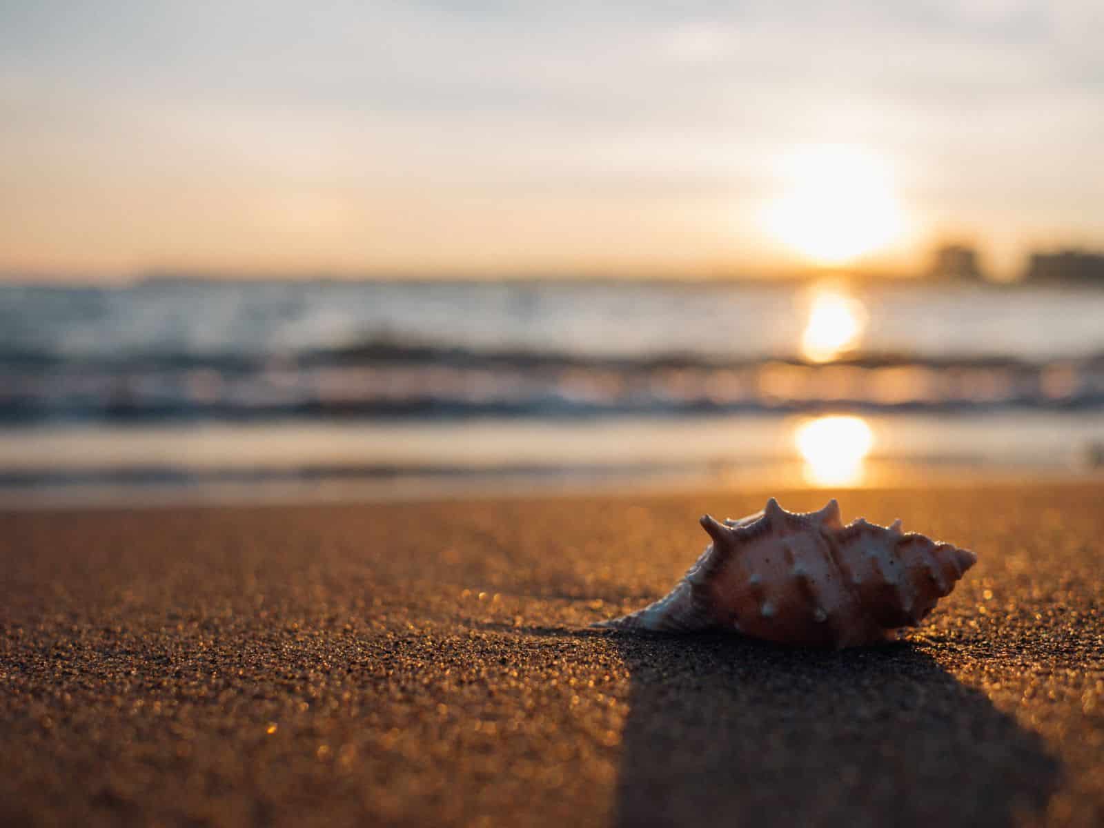 Shells and sand on Longboat Key beach